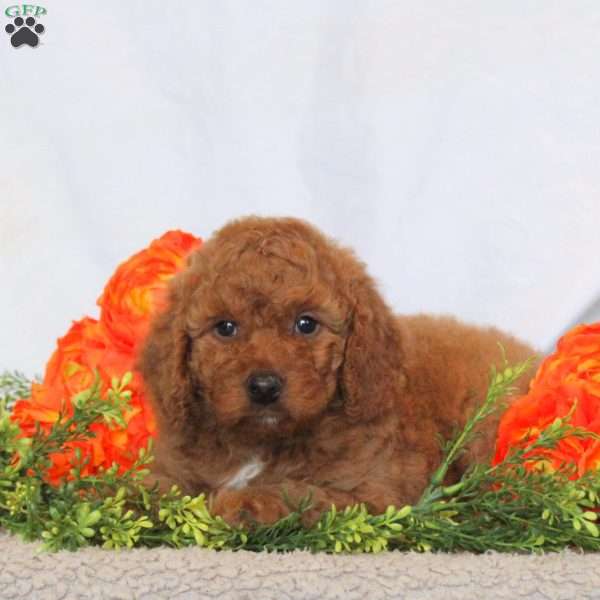 Basil, Mini Goldendoodle Puppy