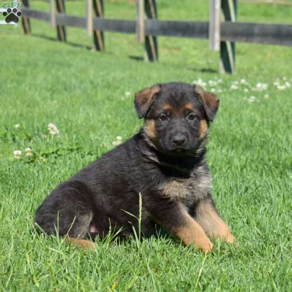 Basil, German Shepherd Puppy