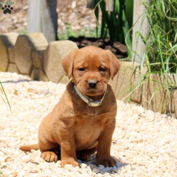 Basil, Fox Red Labrador Retriever Puppy