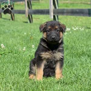 Basil, German Shepherd Puppy