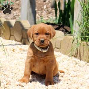 Basil, Fox Red Labrador Retriever Puppy