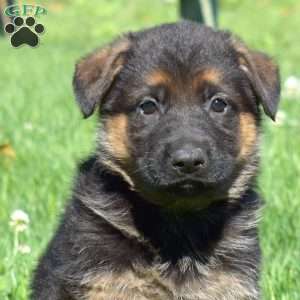 Basil, German Shepherd Puppy