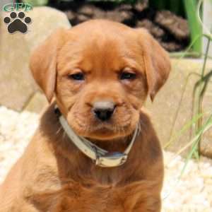 Basil, Fox Red Labrador Retriever Puppy