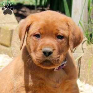 Baxter, Fox Red Labrador Retriever Puppy