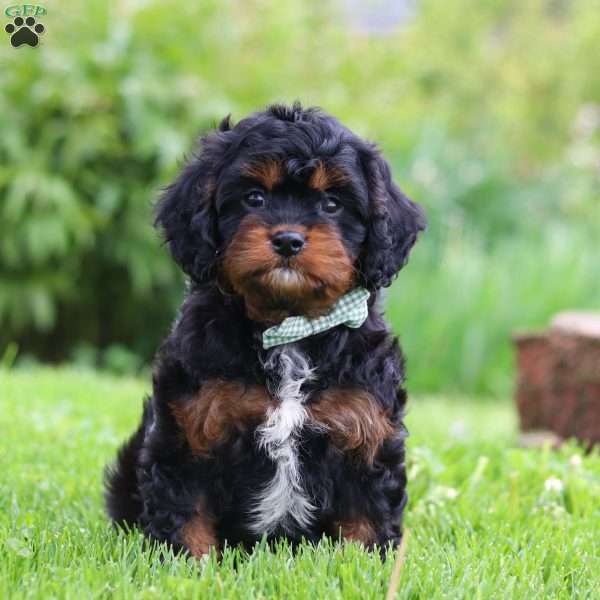 Baxter, Cavapoo Puppy
