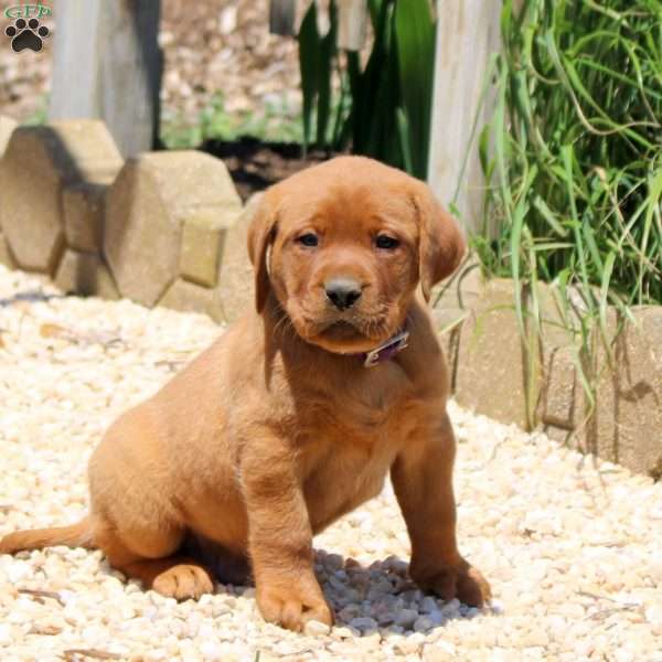 Baxter, Fox Red Labrador Retriever Puppy