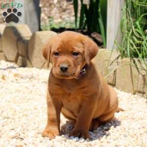 Baxter, Fox Red Labrador Retriever Puppy