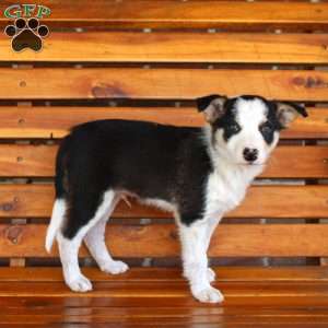 Baxter, Border Collie Puppy