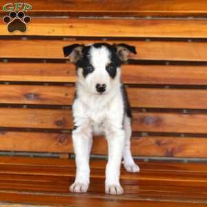 Baxter, Border Collie Puppy