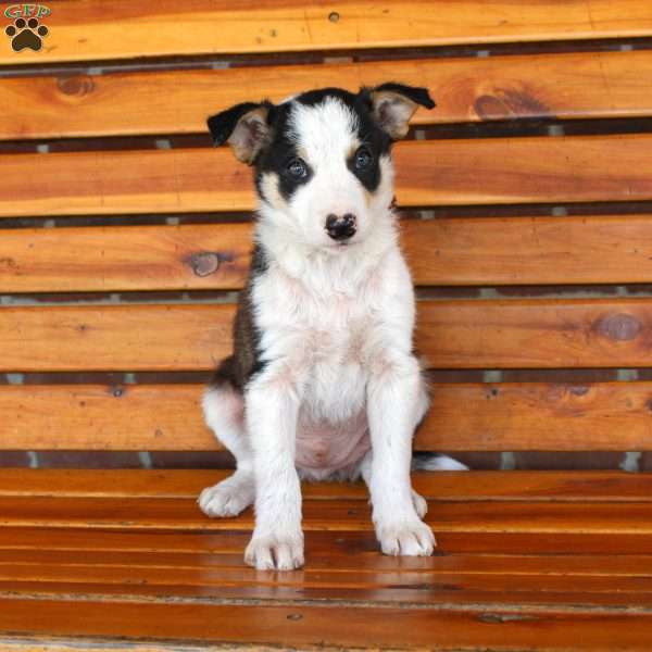 Baxter, Border Collie Puppy