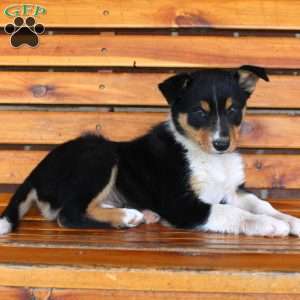 Beans, Border Collie Puppy