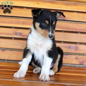 Beans, Border Collie Puppy
