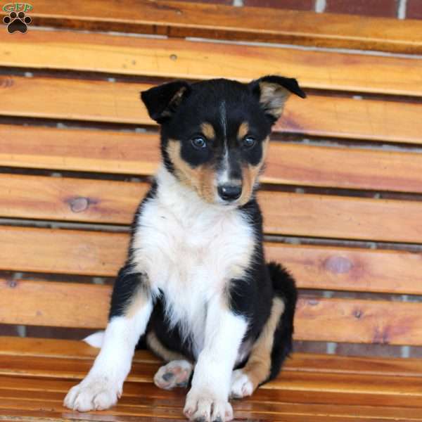 Beans, Border Collie Puppy