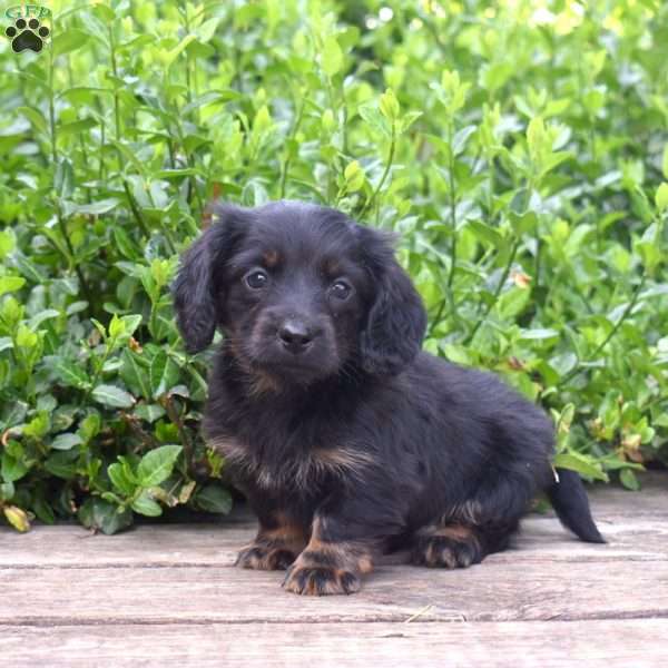 Bear, Dachshund Puppy