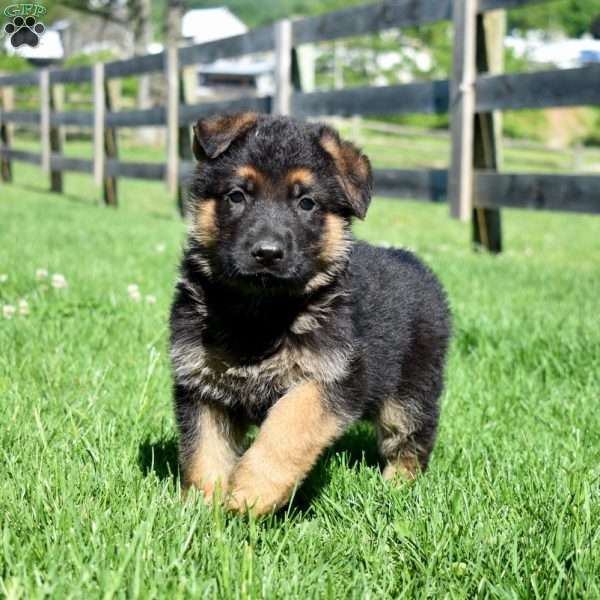 Bear, German Shepherd Puppy