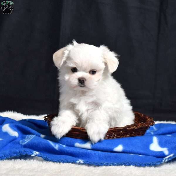 Bear, Maltese Puppy