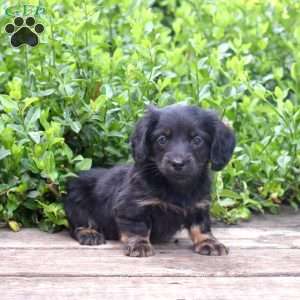 Bear, Dachshund Puppy