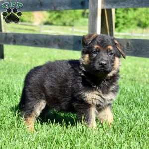 Bear, German Shepherd Puppy