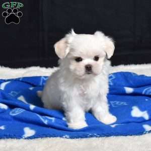 Bear, Maltese Puppy
