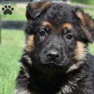 Bear, German Shepherd Puppy