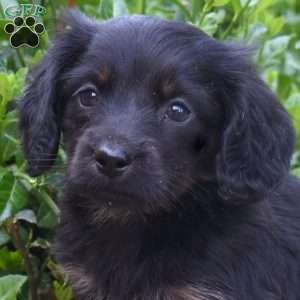 Bear, Dachshund Puppy