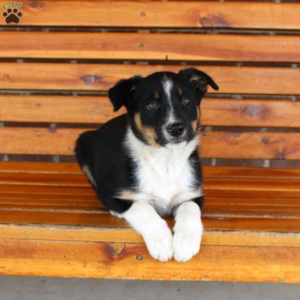 Bear, Border Collie Puppy