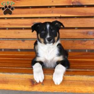Bear, Border Collie Puppy