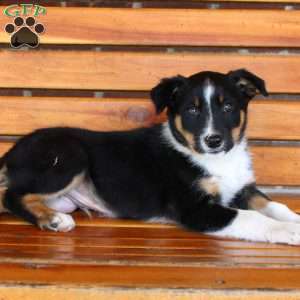 Bear, Border Collie Puppy