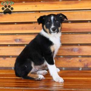 Bear, Border Collie Puppy