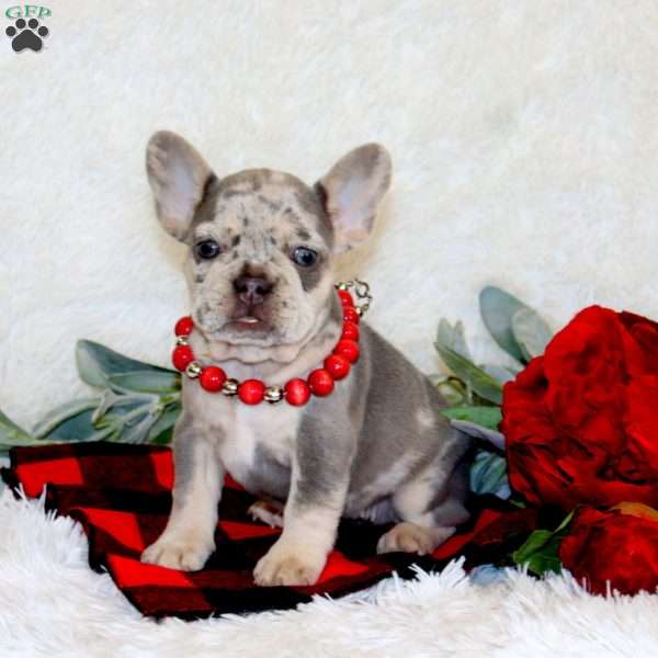 Beauty, French Bulldog Puppy