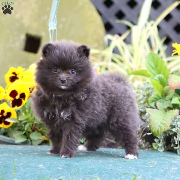 Beauty, Pomeranian Puppy