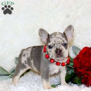 Beauty, French Bulldog Puppy