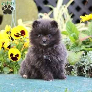 Beauty, Pomeranian Puppy
