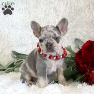 Beauty, French Bulldog Puppy