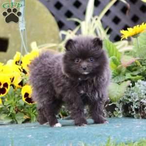 Beauty, Pomeranian Puppy
