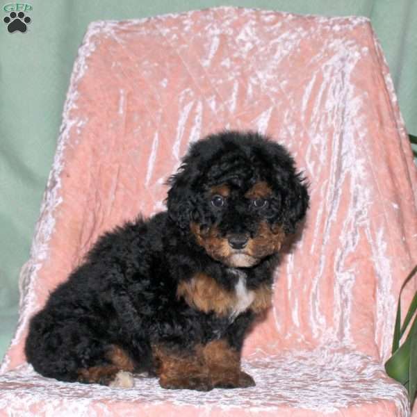 Becca, Toy Poodle Puppy