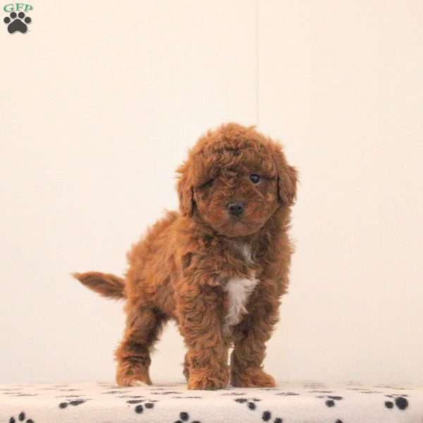 Becca, Toy Poodle Puppy