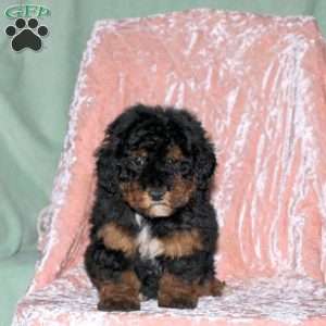 Becca, Toy Poodle Puppy