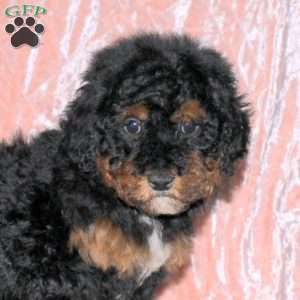 Becca, Toy Poodle Puppy