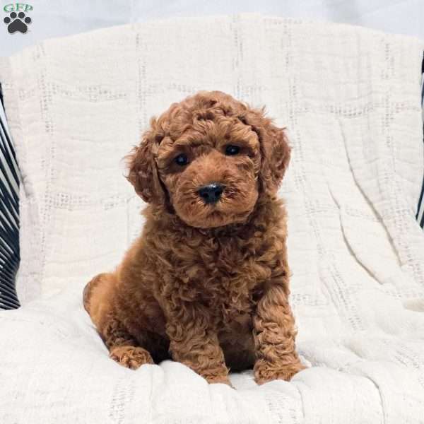 Becky, Miniature Poodle Puppy