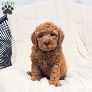 Becky, Miniature Poodle Puppy