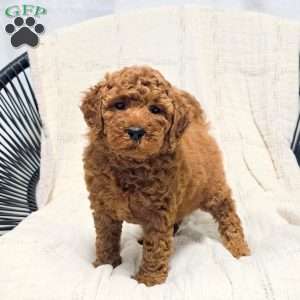Becky, Miniature Poodle Puppy