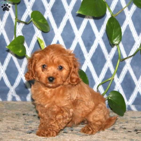 Becky, Cavapoo Puppy