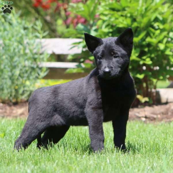 Becky, Belgian Malinois Puppy