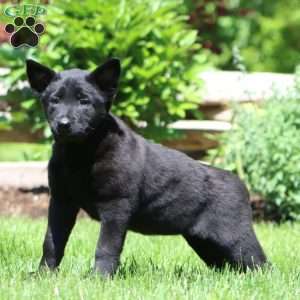 Becky, Belgian Malinois Puppy