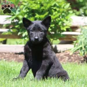 Becky, Belgian Malinois Puppy