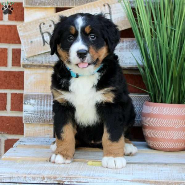 Bella, Bernese Mountain Dog Puppy