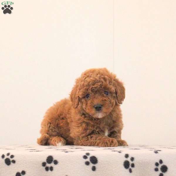 Bella, Toy Poodle Puppy