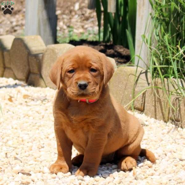 Bella, Fox Red Labrador Retriever Puppy