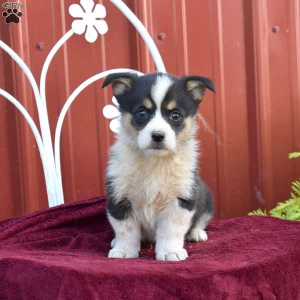 Bella, Pembroke Welsh Corgi Puppy
